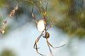 Nephila_plumipes_D4177_Z_84_Alexandra hills Brisbane_Australie